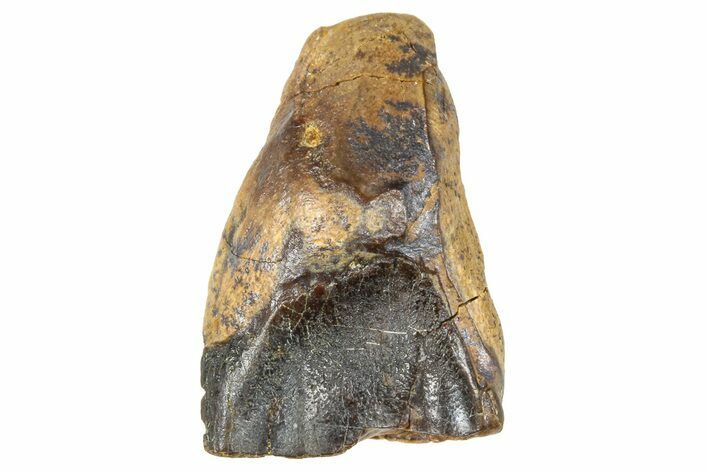 Fossil Triceratops Shed Tooth - Wyoming #376893